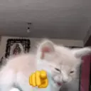 animales miadøs 5