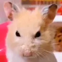 animales miadøs 8