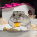 animales miadøs 9