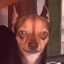 animales miadøs 7