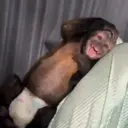 Monitos bonitos 🐵 1