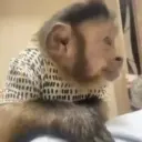 Monitos bonitos 🐵 3