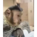 Monitos bonitos 🐵 4
