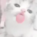 Gatito blanco y gris 2