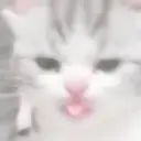 Gatito blanco y gris 3