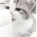 Gatito blanco y gris 4