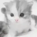 Gatito blanco y gris 1