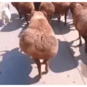 Random pa la banda MOV.1 1