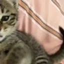 Gatitos lindos 4.0 - anubiss 1