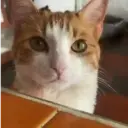Gatitos lindos 4.0 - anubiss 2