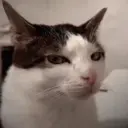 Gatitos lindos 4.0 - anubiss 3