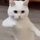 Gatitos lindos 4.0 - anubiss 4