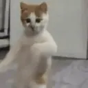 Gatitos lindos 4.0 - anubiss 5