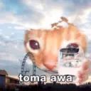 Gatos 1