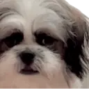 SKY 🐶 1
