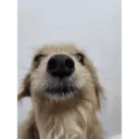 Dog 1