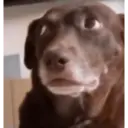 Dog 2