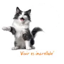 Dia del gato. 4