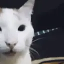 MEME KUCING 1
