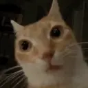 MEME KUCING 2