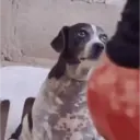 Pets engracados  1