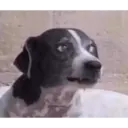 Pets engracados  2