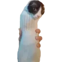 Mininos 1