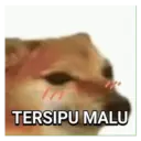 Bucin 10