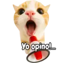 Frases de gatito#1 💬🐱 7