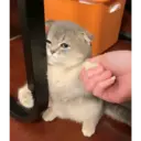 Kucing 6