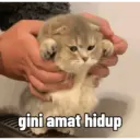 Kucing 8