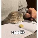 Kucing 9