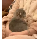 Kucing 10