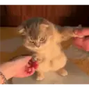 Kucing 12
