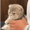 Kucing 14