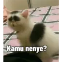 Kucing 16