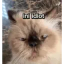 Kucing 17