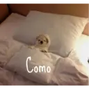 Gatitos tiernos ;) 5