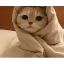 Gatitos tiernos ;) 7