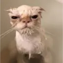 Gatitos tiernos ;) 8