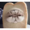 Gatitos tiernos ;) 9