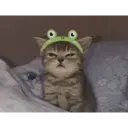 Gatitos tiernos ;) 11