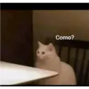 Gatitos tiernos ;) 13