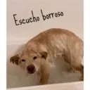 Gatitos tiernos ;) 16