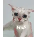 Gatitos tiernos ;) 18