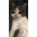 Gatitos tiernos ;) 20