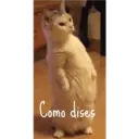 Gatitos tiernos ;) 24