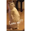 Gatitos tiernos ;) 29