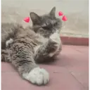 Que miras, es mío el sticker 7