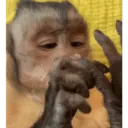 Mamacos fofineos 10